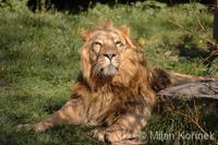 Panthera leo goojratensis - Indian Lion