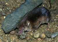 Sorex araneus - Common Shrew