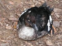 Image of: Bucephala clangula (common goldeneye)