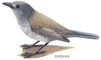 Image of: Colluricincla harmonica (grey shrike-thrush)