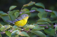 Image of: Dendroica magnolia (magnolia warbler)