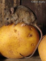 Mus domesticus - Western House Mouse