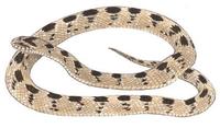 Image of: Causus rhombeatus