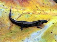 Image of: Leposoma percarinatum