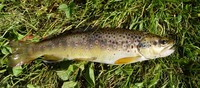 Salmo trutta fario - Brown Trout