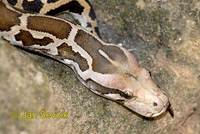 Python molurus molurus - Indian Python
