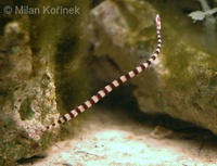 Doryrhamphus dactyliophorus - Ringed pipefish