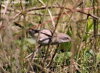 Lesser Whitethroat - Sylvia curruca