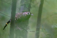 Barred Laughingthrush - Garrulax lunulatus