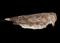 Sillem's Mountain Finch - Leucosticte sillemi