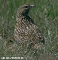 Black Lark - Melanocorypha yeltoniensis