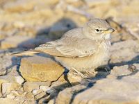 Desert Lark - Ammomanes deserti