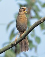 Taiwan Hwamei - Garrulax taewanus
