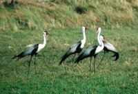 Wattled Crane - Bugeranus carunculatus