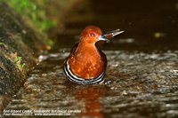 Red-legged Crake - Rallina fasciata