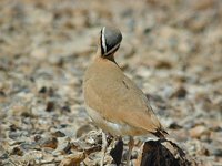 Cream-colored Courser - Cursorius cursor