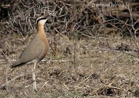 Indian Courser - Cursorius coromandelicus