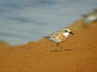 Greater Sandplover - Charadrius leschenaultii