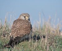 Eurasian Kestrel (Falco tinnunculus) photo