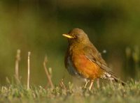 Brown(-headed) Thrush (Turdus chrysolaus) photo