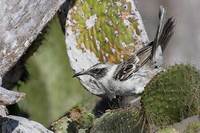Galapagos Mockingbird (Nesomimus parvulus) photo