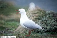 Silver Gull - Larus novaehollandiae