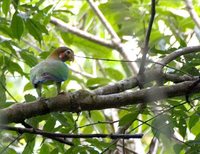 Brown-hooded Parrot - Pionopsitta haematotis