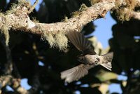 Mascarene Swiftlet - Aerodramus francicus