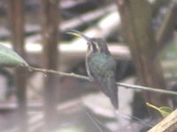 Minute Hermit - Phaethornis idaliae