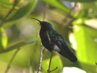 Green-throated Carib - Eulampis holosericeus