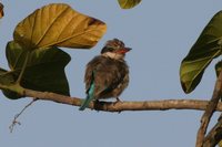 Striped Kingfisher - Halcyon chelicuti