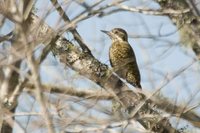 White-spotted Woodpecker - Veniliornis spilogaster