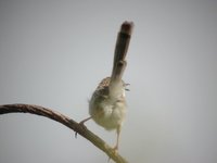 Graceful Prinia - Prinia gracilis