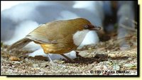 White-throated Laughingthrush - Garrulax albogularis