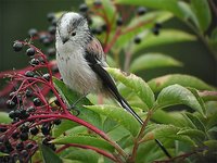 Long-tailed Tit - Aegithalos caudatus