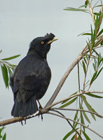 Crested Myna - Acridotheres cristatellus