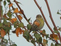 European Serin - Serinus serinus