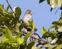 White-throated Towhee - Pipilo albicollis