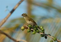 Lesser Antillean Saltator - Saltator albicollis