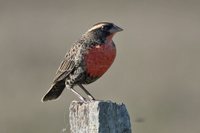 White-browed Blackbird - Sturnella superciliaris