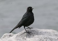 Brewer's Blackbird - Euphagus cyanocephalus