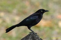 Carib Grackle - Quiscalus lugubris