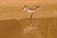 Little Stint