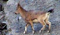 Siberian ibex (Capra sibirica)