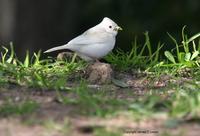 *NEW* leucistic Rufous-collared Sparrow