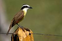 Great  kiskadee