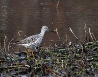 Greater Yellowlegs