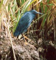 Glockenreiher / Black heron (Ardea ardesiaca)