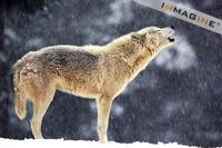Gray or Timber Wolf (Canis lupus) photo