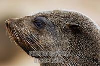 ...Cape fur seal (Arcocephalus pusillus pusillus) side view portrait . Southern Africa . Cape Cross